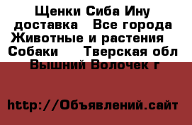 Щенки Сиба Ину доставка - Все города Животные и растения » Собаки   . Тверская обл.,Вышний Волочек г.
